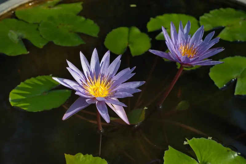 Lotus blossoms floating on a serene pond in Thailand